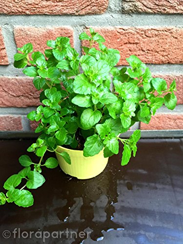 Indian Mint Hängeminze Satureja douglasii Kräuter Pflanzen 4stk.