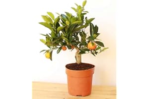 PLANTS4PRESENTS Dwarf Orange Tree 30-40cm