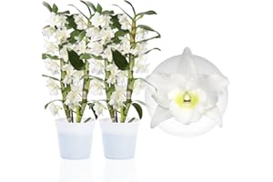 DUTCH BULBS EXCLUSIVE PLANTS FROM HOLLAND Orchideen Echte Pflanzen - Bambus Dendrobium Nobile White Passion - 2 große Zimmerpflanzen aus Holland - 30-40 cm hoch - mit Blüten und Duftend (Nicht künstlich, ohne Dünger und Topf, kein Samen)