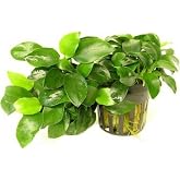 Anubias Nana 5-6 Yapraklı Canlı Bitki