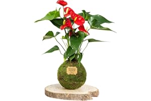 Kokedamas Lucciana Anthurium Rouge - Kokedama Intérieur | Boule de Mousse Vivante | Plante Naturelle | Plante Intérieure ou Extérieure | Décoration Maison | Entretien Facile