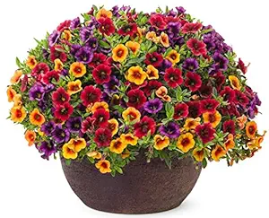 Creative Farmer Flower Seeds : Nemesia Perennial Flower Seeds For Rainy Season Outdoor Plant Decor (10 Packets) Garden Plant Seeds