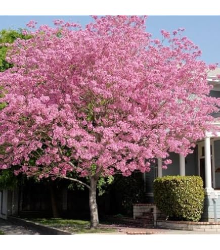 Nema Rare Blue sky White Cherry Japanese Sakura seeds - 10