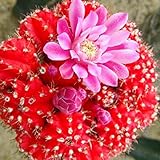 cactus raros venta Color de es brillante y florece todo el verano.