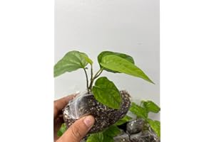 Plants Paradise Ltd Paan Piper Betel Plant, Paan pata Plant, Small bansai Type Plant and Small Leaf from UK