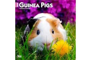 Guinea Pigs – Meerschweinschen 2026 – 16-Monatskalender: Original BrownTrout-Kalender [Mehrsprachig] [Kalender] (Wall-Kalender)