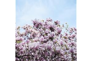 BRKENT Semi Di Magnolia Albero Di Magnolia Hardy Piante Da Giardino Perenni Albero Bonsai Semi Di Albero Reale Piante Resistenti Per Giardino Semi Di Albero Di Magnol Fiori Decorativi Viola Piante 50 Semi