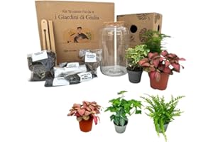 I GIARDINI DI GIULIA - Kit Terrarium Fai-da-Te | Ecosistema Autostenibile con 3 Piante Vere | Felce, Edera, Fittonia | Terrario in Vetro | Ideale per Casa e Ufficio, Trasparente