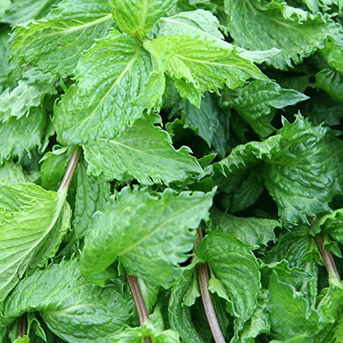 Mentha spicata 'Moroccan' 12cm clump