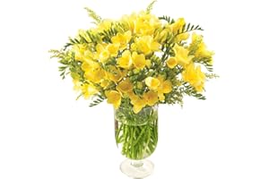 Sendabunch Fresh Yellow Freesia Bouquet with 30 Scented Stems with Solidago Included - Hand-Picked Channel Island Flowers for Birthdays, Anniversaries & Special Occasions