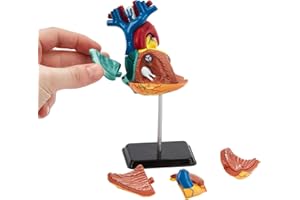 KITS OF MEDICINE Modello di cuore anatomico umano | 31 pezzi puzzle 3D cuore umano | perfetto per studio anatomico | costruire il proprio museo anatomico | ottimo regalo per infermiere, studente di medicina