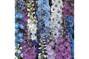 PLUGPLANTS.NET Delphinium Pacific Giants Mix Perennial Garden Plug Plants Pack x6
