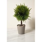 Modern Top Formlu Yapay &Ccedil;am Bonsai, Taş Dolgulu Gri Saksıda Mini Ağa&ccedil;, &Ccedil;alışma Masası ve Raf Dekorasyonu
