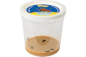 Insect Lore Cup of 3-5 Live Baby Caterpillars - Raise and Release Refill