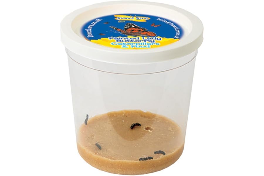 Insect Lore Cup of 3-5 Live Baby Caterpillars - Raise and Release Refill