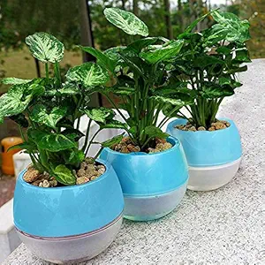 Kurtzy Self Watering Flower Pot for Garden Planters Indoor Outdoor Living Room Bedroom Balcony Table Vase Home Decor Pack of 3 Blue