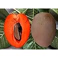 All Time sweet & testy Red Sapota || Chiku || Sobeda "GRAFTED" Hybrid Variant Plant (Fruit After 6 Month to 8 Month) Pack of 1 Healthy Live plant for Home Tree Garden