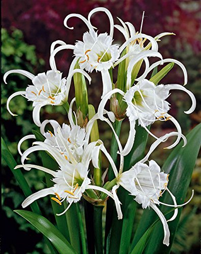 Lemo Gartendesign Duftende Ismene weiss (Ismene festalis `Zwanenburg`, 3 Stück)