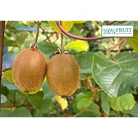 selbstfruchtende Kiwi Pflanze, (Actinidia deliciosa), Sorte: Jenny, kräftige winterharte Pflanze, (ca. 65cm hoch, im…