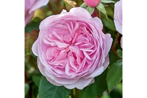 Olivia Rose Austin®, rosa viva di Rose Barni®, rosa in vaso English Roses®, fiori grandi a coppa, profumo intenso, colore rosa pastello, cod. 71217