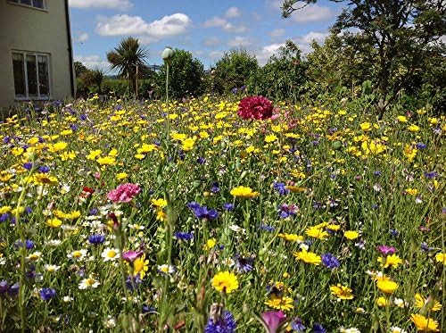 Wildflower Instant Sunshine Mini Meadow. Cover up to 100 Square metres. MeadowMania 45 Wild Flower Seeds Species in Mix 500 Grams net