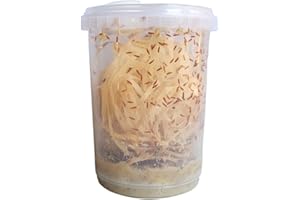 GENERIC Go-Large Advanced Husbandry Flightless Fruit Fly, Drosophila Hydei, Size 2-3mm, Culture with Multiple Life Stages (Go-Large, Intermediate)