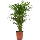 Verdecora Areca Pot 4 Litres - Bamboo Palm Tree - Natural Tropical Plant | Yellow Palm, Golden Fruit Palm, Queen of Palms, In