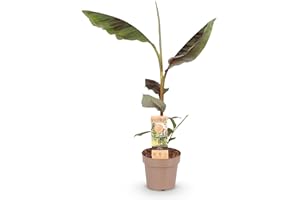 GREEN BOUTIQ GreenboutiQ - Plante fruitière - Banane de fibre japonaise - Musa Ever Red - Rustique - 2 plantes - Pot 15cm Hauteur 50cm