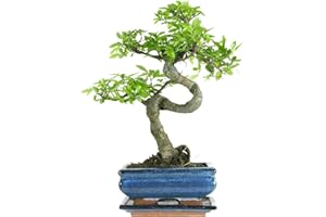BONSAI2U The Bonsai Plants - Real Live Chinese Elm Bonsai Indoor/Outdoor Tree S Trunk - Ceramic Pot - Home Office Decor Gift