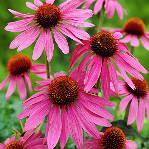 Roter Sonnenhut - Echinacea purpurea - Zier- / Arzneipflanze - 200 Samen