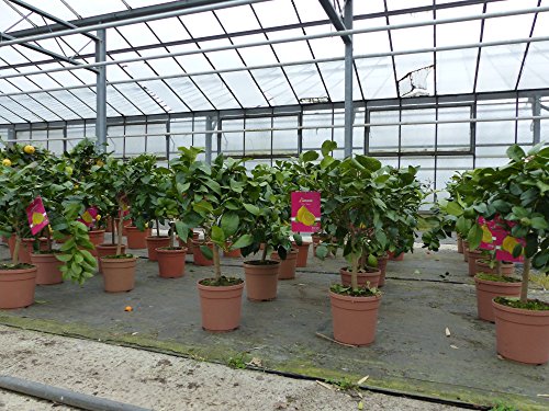 Zitronenbaum Zitrone Citrus limon 75 – 95 cm Zitruspflanze - 5