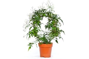 DECOALIVE Planta Aromática y Natural - Jazmín - Jasminum Officinale