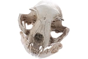 ALMENCLA Gazechimp Modèle Crâne de Chat en Résine Réaliste Squelette Animal Décoration Gothique pour Pub Bar