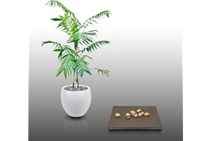 LE GRENIER D'ABONDANCE LES GRAINES QUI DONNENT ENVIE 10 graines à semer - Le Grenier d'Abondance - PALMIER De Pacaya - Chamaedorea Tepejilote