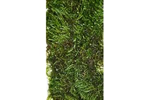 DK Aquatics VESICULARIA LIVE AQUARIUM CHRISTMAS JAVA MOSS 10g-100g (100g)