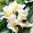 Butterfly Ginger Lily �Hedychium coronarium� � Plants