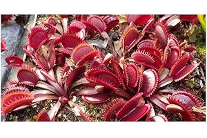 EXOTIC PLANTS Dionaea Muscipula Red Shark Teeth – Venus Fly Trap – 3 Seeds
