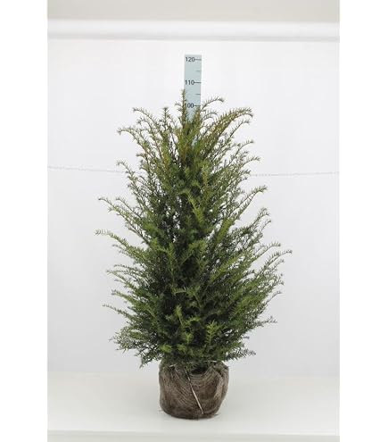 Dehner Gemeine Eibe, Taxus baccata, weiche Nadeln, 60-70 cm, 4 l Topf,  Nadelgehlz : Amazon.de: Garten
