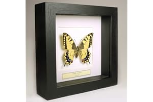 DE MUSEUMWINKEL.COM Papilio machaon – Machaon de l'Ancien Monde - Vrai Papillon de taxidermie monté sous Verre dans Un Cadre Fait Main en Bois Noir
