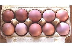 ASVET 10+2 Hühner-Eier, braun, aus Freiland Haltung, direkt vom Bauernhof mit Kräuter Fütterung, tages-frische Delikatesse aus der Altmark, auch als Bruteier für Selbstversorger