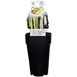 Gemüsespargel Pflanze - Asparagus gijnlim officinalis - 55-65cm Topf 2 Ltr.