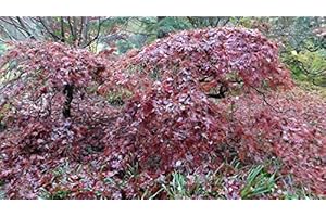 Tree Seeds Online - Acer Palmatum. Dissectum. Japanese Maple. 10 Seeds - 2 Packs
