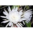 Brahma kamal plant original for Home Garden Pack of 1