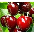 Dwarf Patio Sunburst Cherry Fruit Tree 3-4ft Supplied in a 5 Litre Pot by DirectPlants™