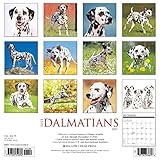 Image de Just Dalmatians 2017 Calendar