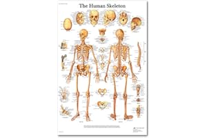 Fogun Anatomical Poster Set - Laminated - Muscular, Skeletal, Digestive, Respiratory