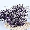 YIWOYI Natural Dry Flower Gypsophila Fresh Dried Preserved Flowers Gypsophila Paniculata Breath Flower Bouquets For Wedding Party Home Dekoration (purple,30-40cm30g)