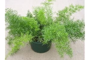 PLANTGENESIS Asparagus Fern 'Sprengeri' / Asparagus densiflorus/Evergreen/Tender Perennial/Seeds