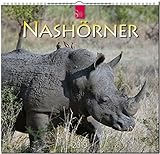 MF-Kalender Nashörner 2019 by 