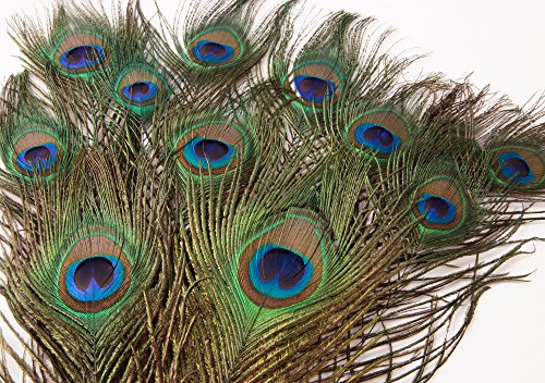 ROSEMARIE SCHULZ® Heidelberg 12 natürliche Pfauenfedern 25-30cm lang – Federn zum Basteln, Schmücken und zur Dekoration - 2